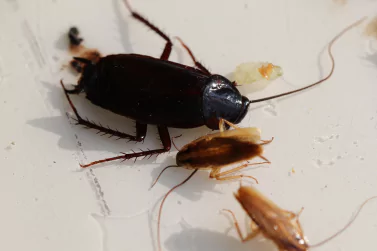 Cockroach Control Oakleigh