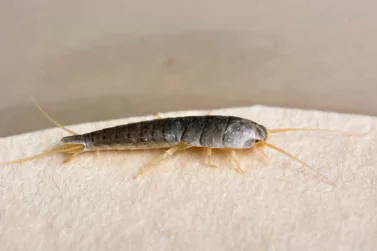 Silverfish Control Oakleigh