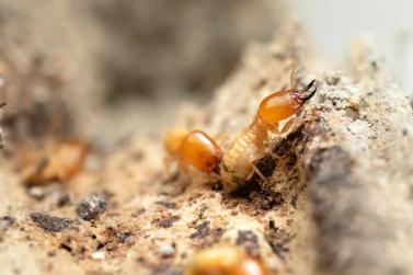 Termite Control Oakleigh