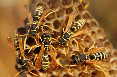 Wasp Control Oakleigh